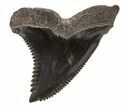 Large, Black, Fossil Hemipristis Tooth - Georgia #46608-1